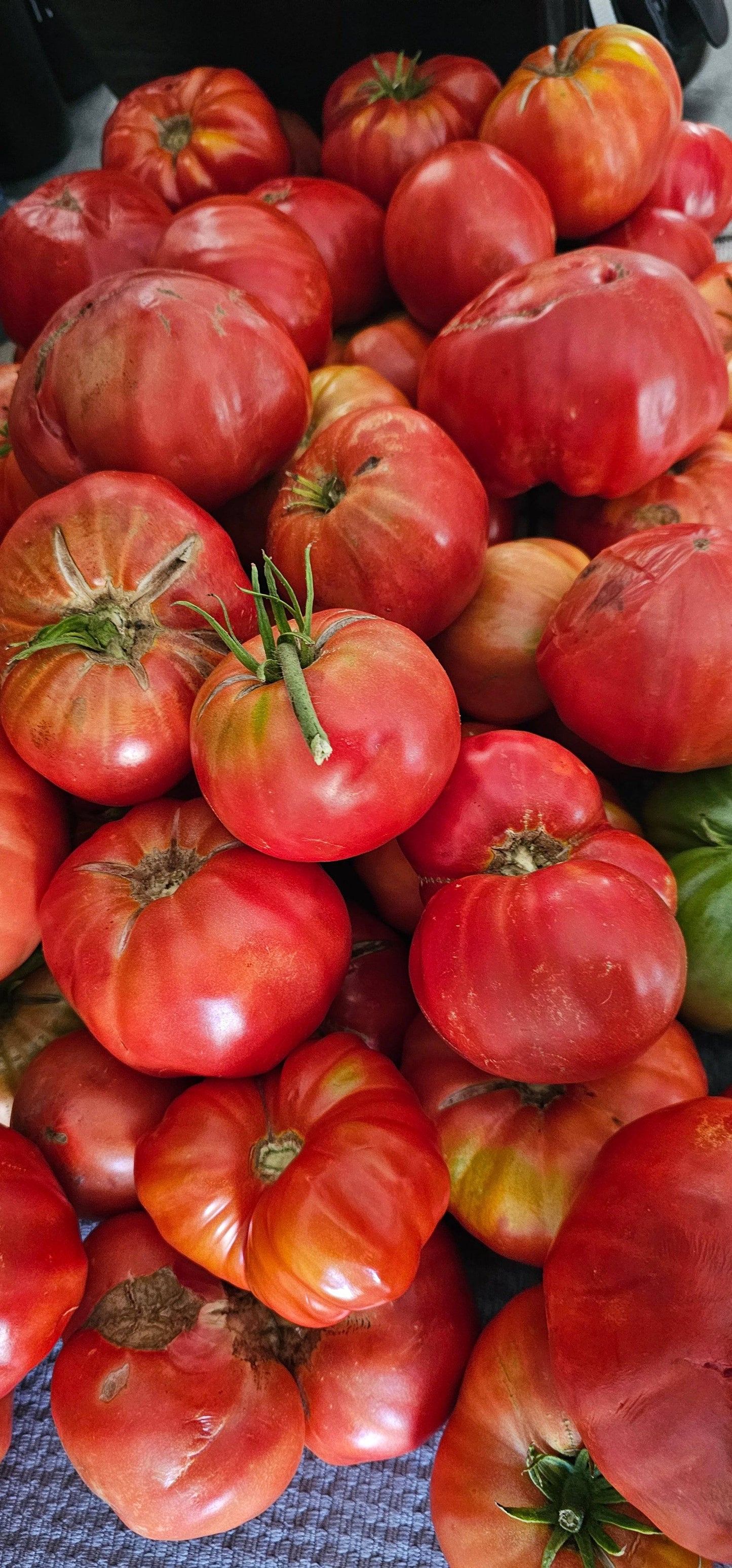 We grow 1000's of LBS of our own tomatoes. Store bought are FLAVORLESS!!!!
