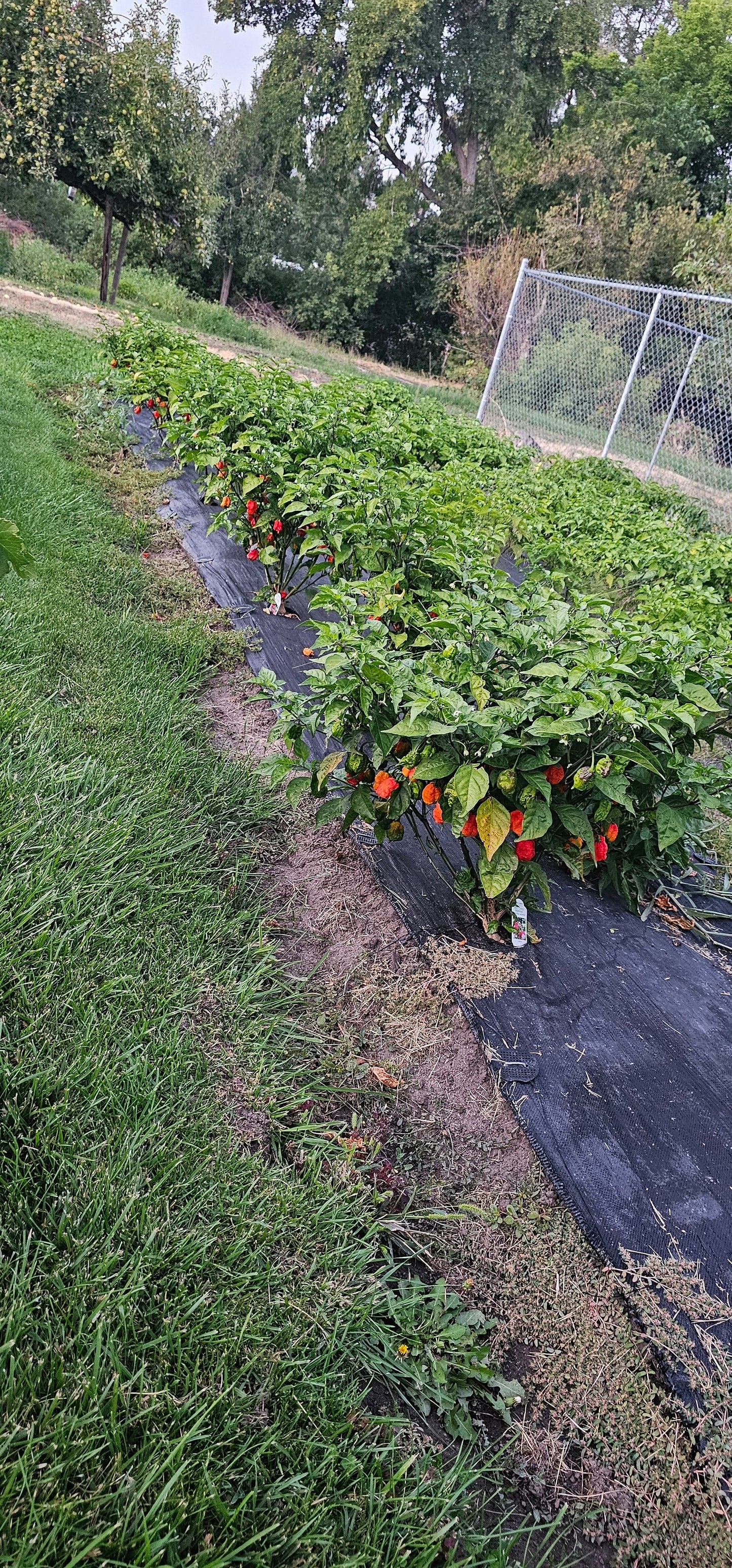 Reaper and Red Fresno Pepper Mash - Z's Hot Sauce